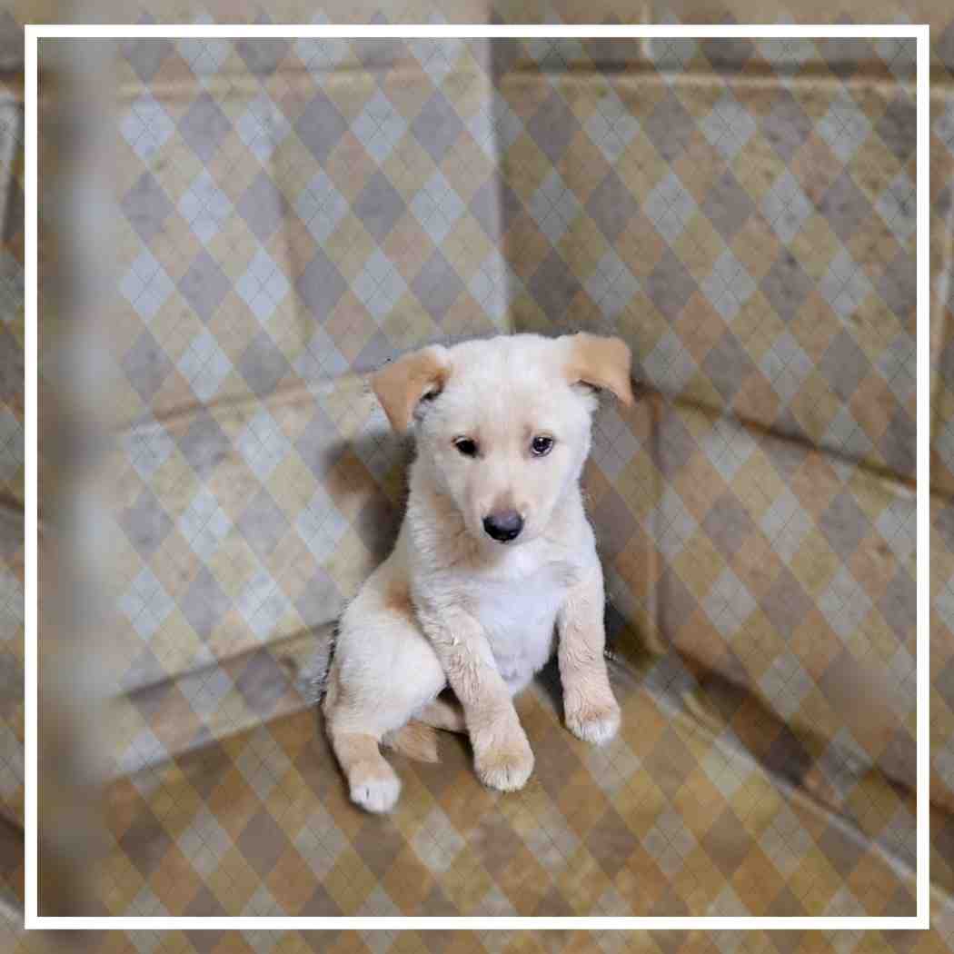 군산유기동물보호센터_445467202401198