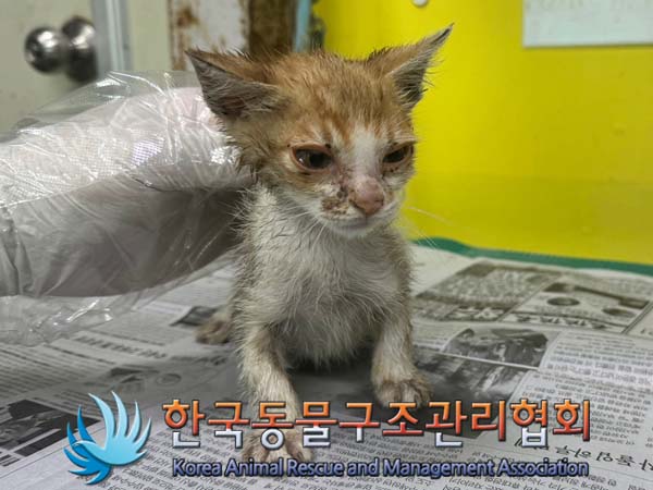 종료(안락사) 한국…