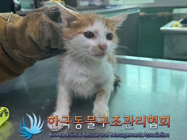 한국동물구조관리협회_441414202400410