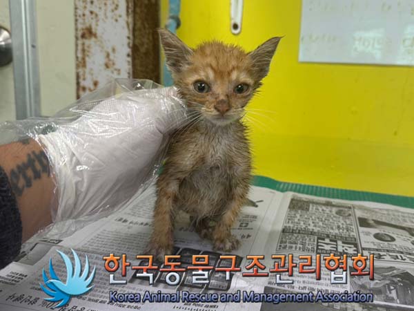 종료(안락사) 한국…