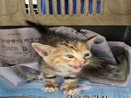 보호중 한국 고양이…