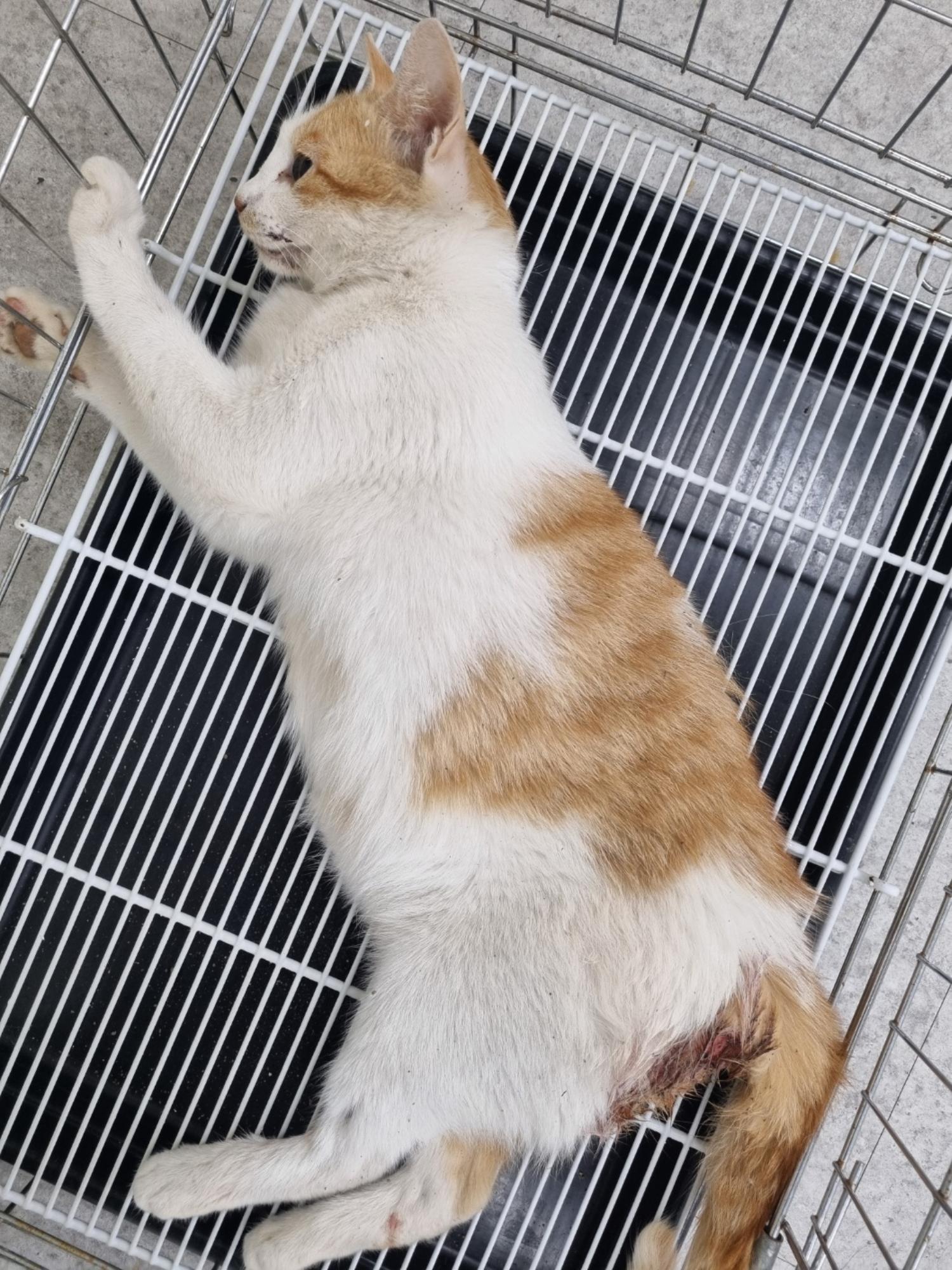 경주동물사랑보호센터_447505202400595