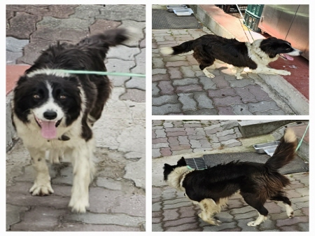 원주시동물보호센터_442419202400374