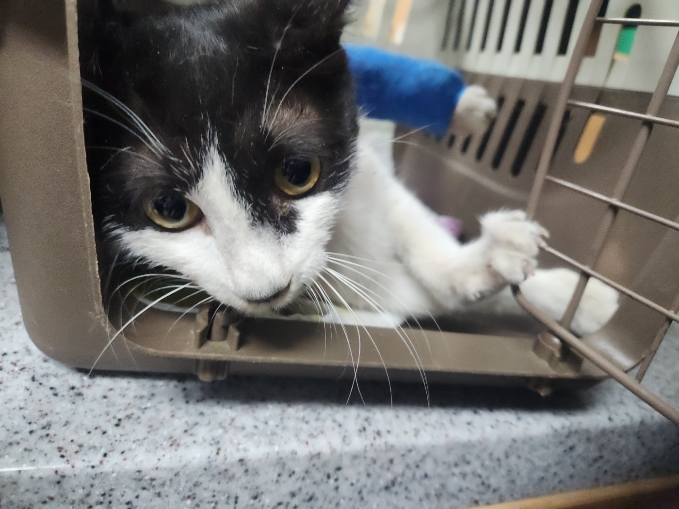 광주 동물보호소_429361202400304