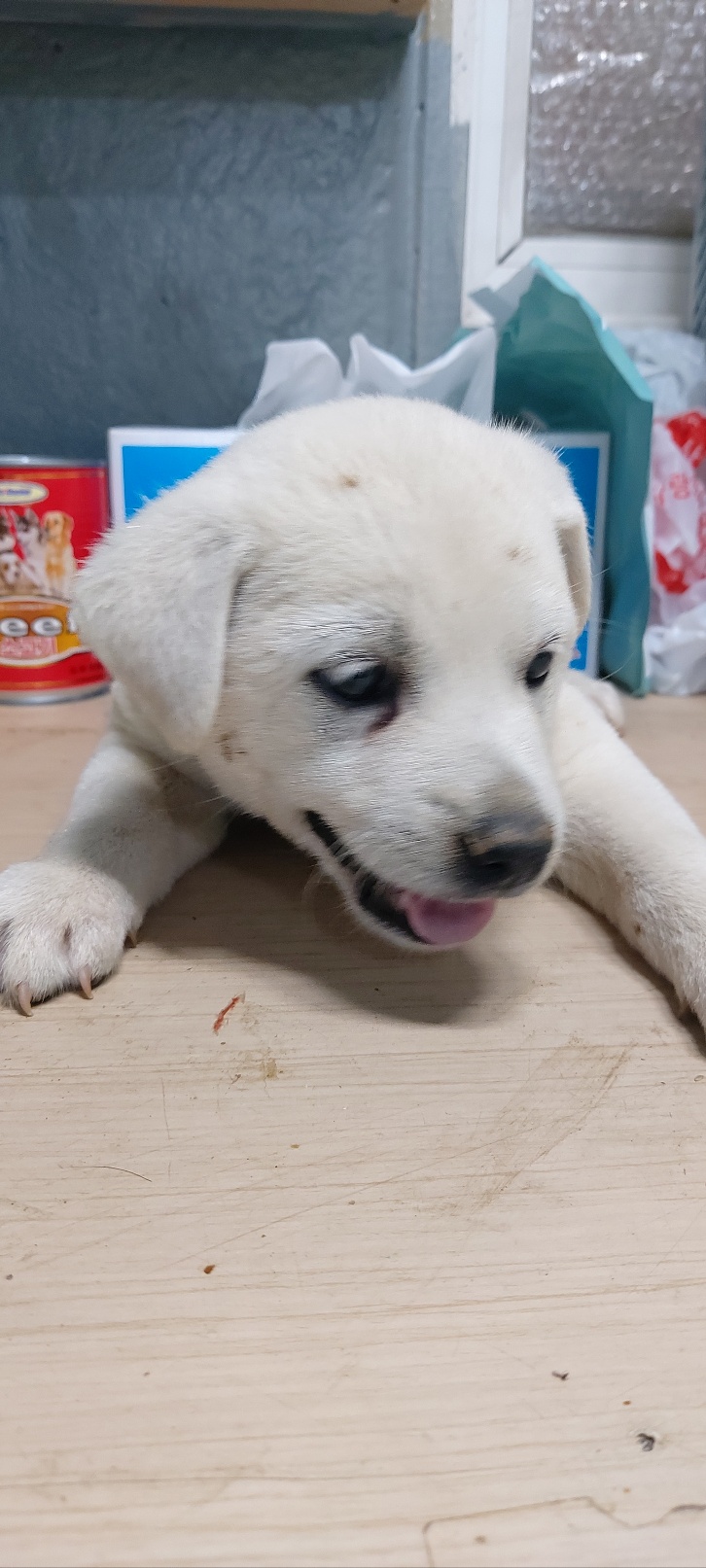 보령시유기동물보호소_444451202400719