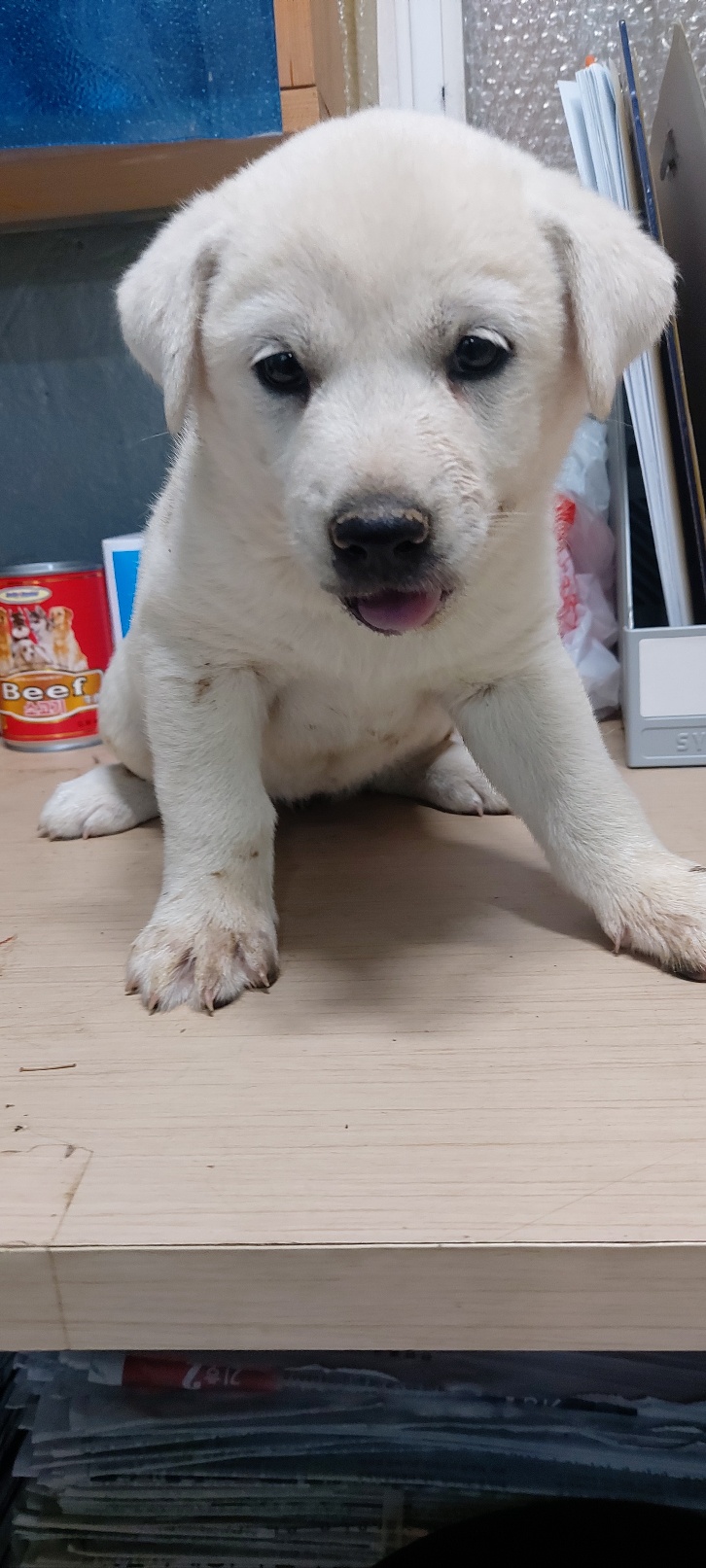 보령시유기동물보호소_444451202400717