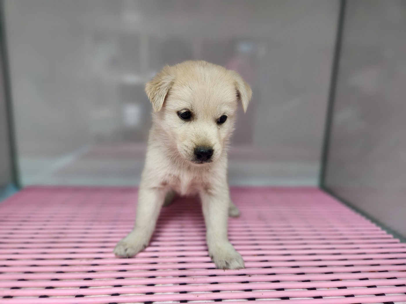 광주TNR동물병원초월_441554202401239