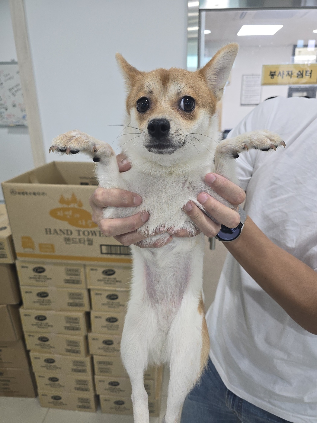 보호중 믹스견의 가…
