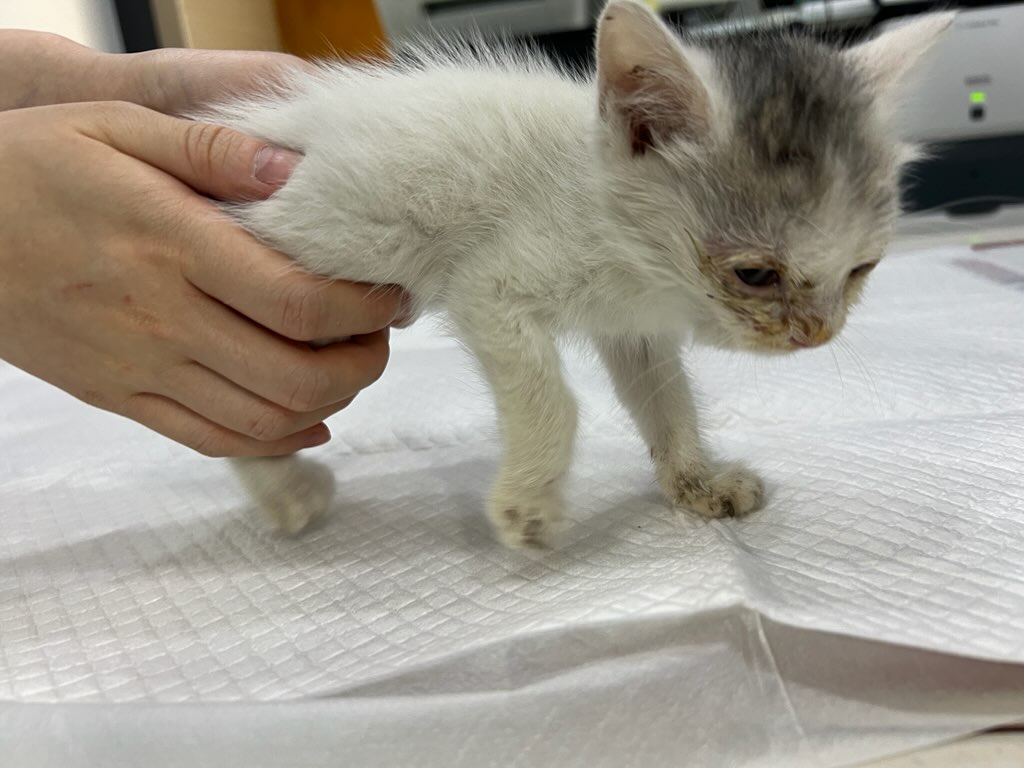 영천유기동물보호센터_447510202400479