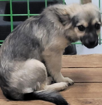 영천유기동물보호센터_447510202400474