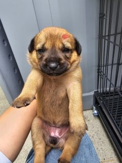 밀양시 동물보호센터_448536202401080