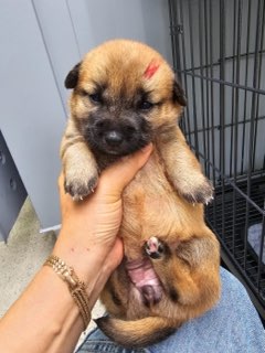 밀양시 동물보호센터_448536202401078