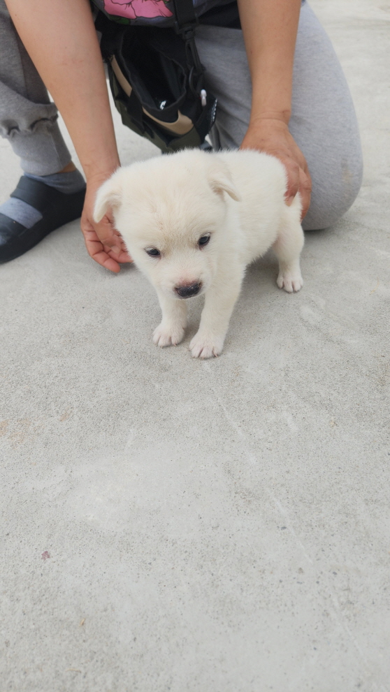 익산유기동물보호소_445468202401806