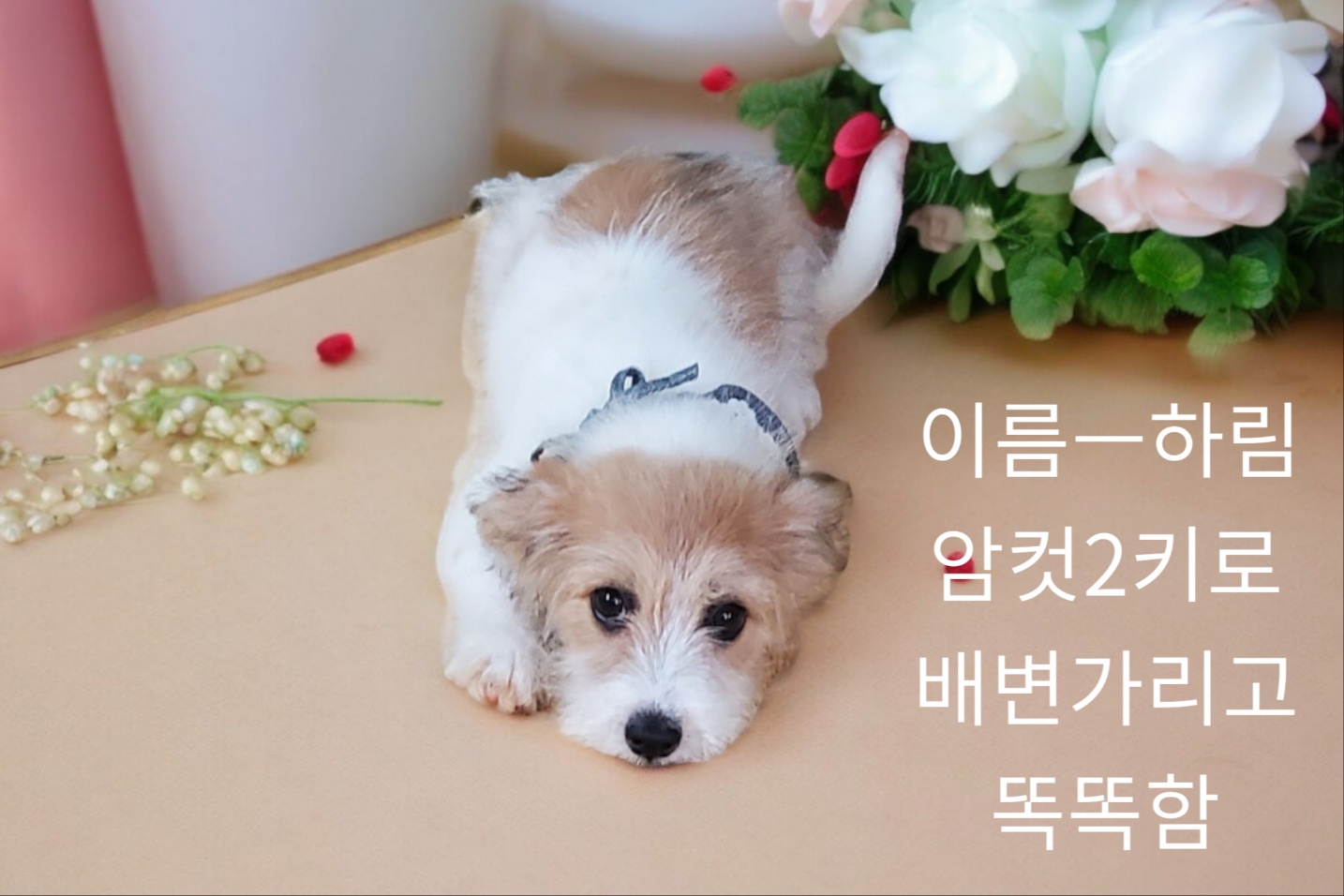 성주유기동물보호센터_447521202400295
