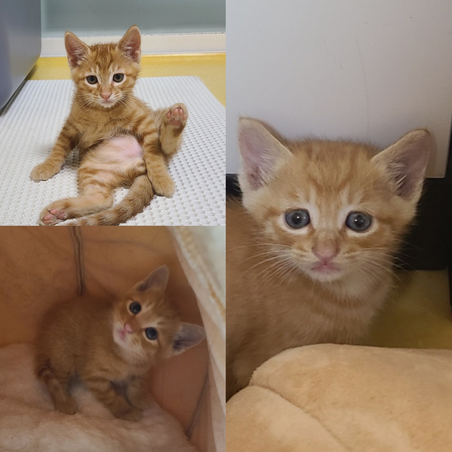 당진시동물보호소_444568202400313