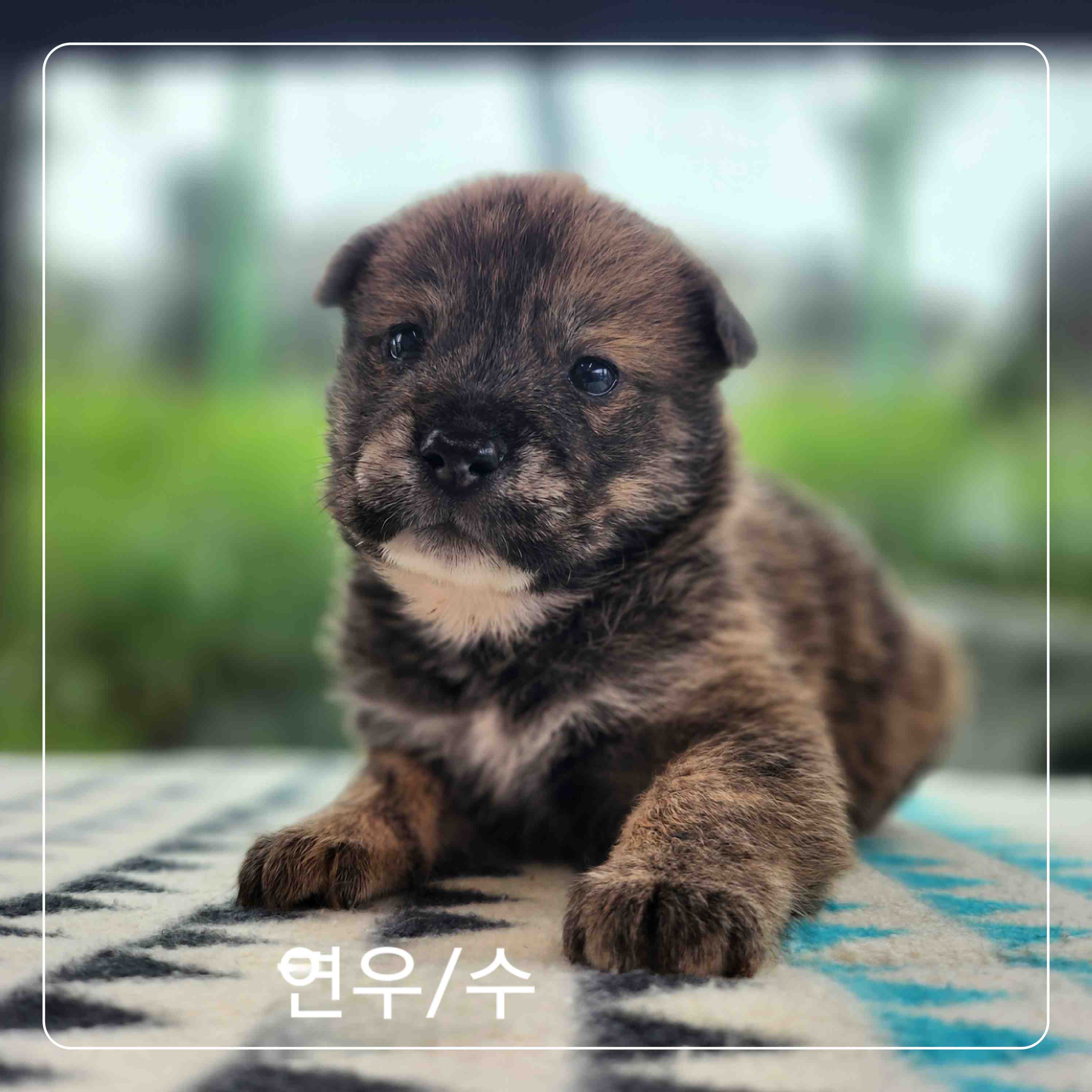 보호중 믹스견의 가…