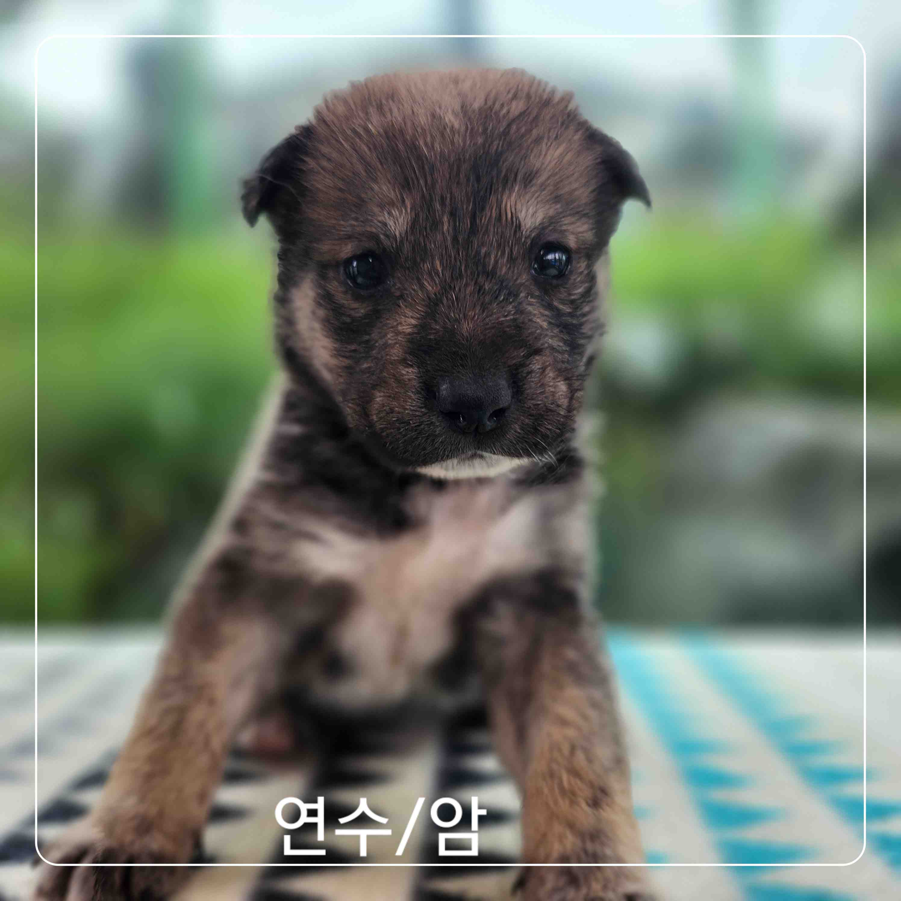 보호중 믹스견의 가…