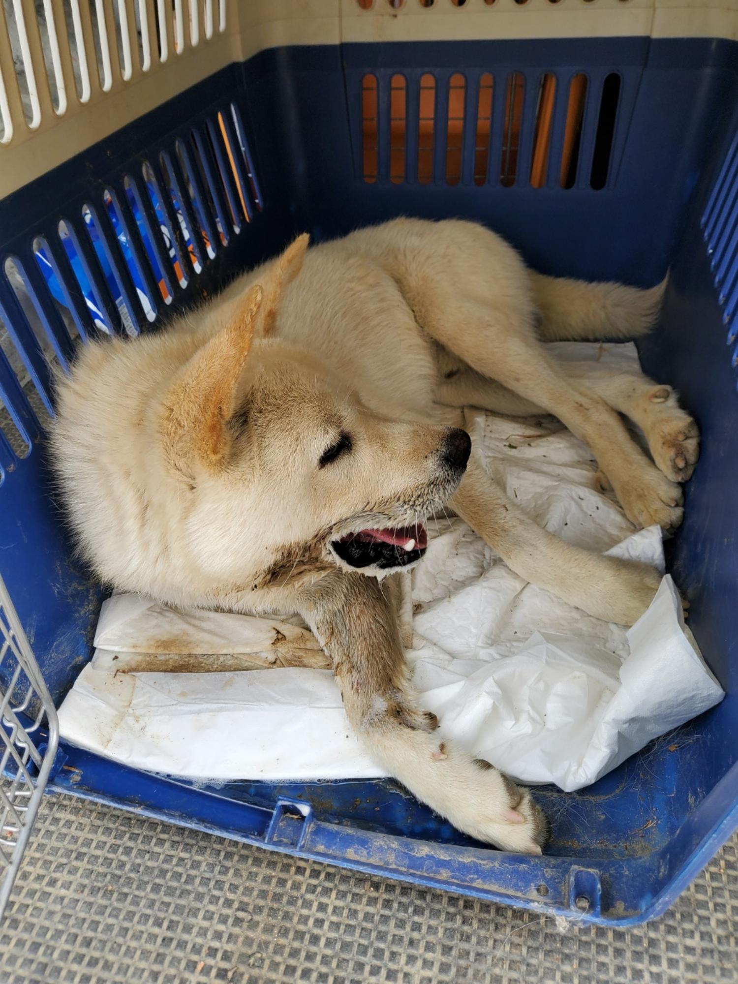 평택시유기동물보호소_441391202401596
