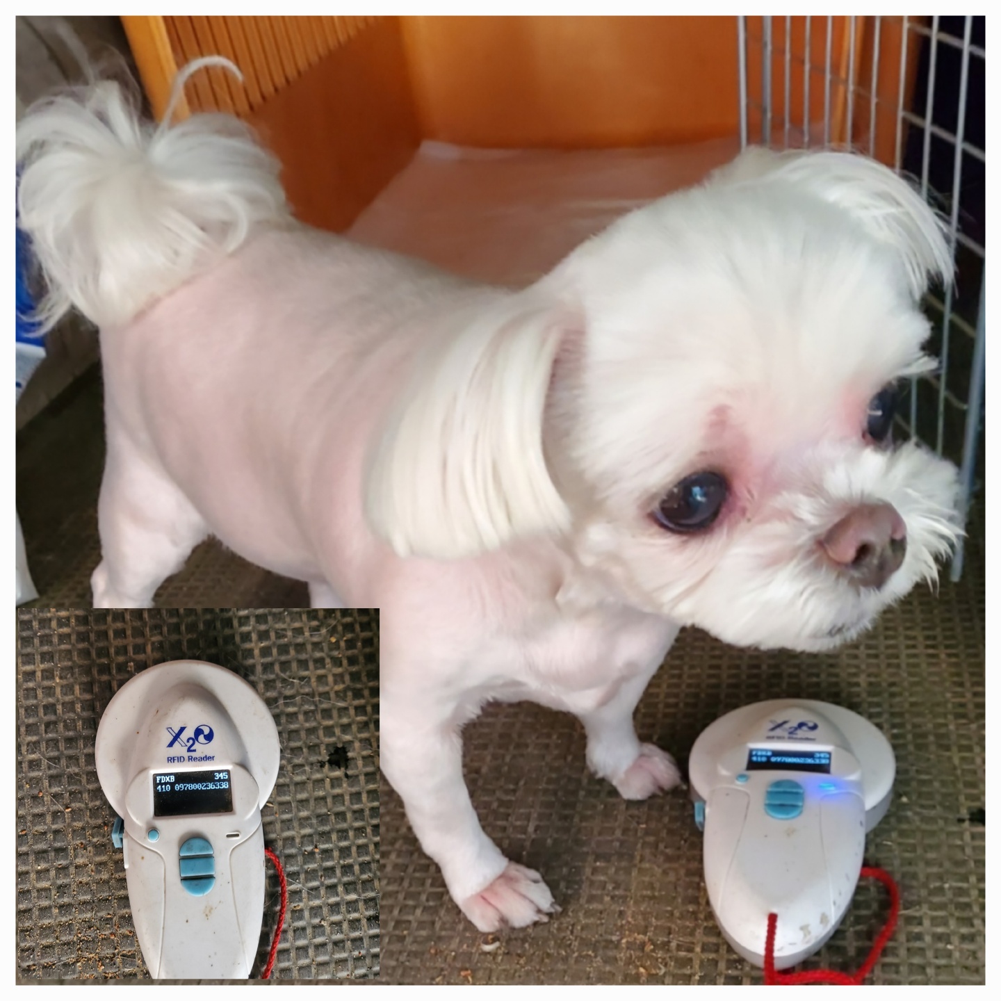 평택시유기동물보호소_441391202401597