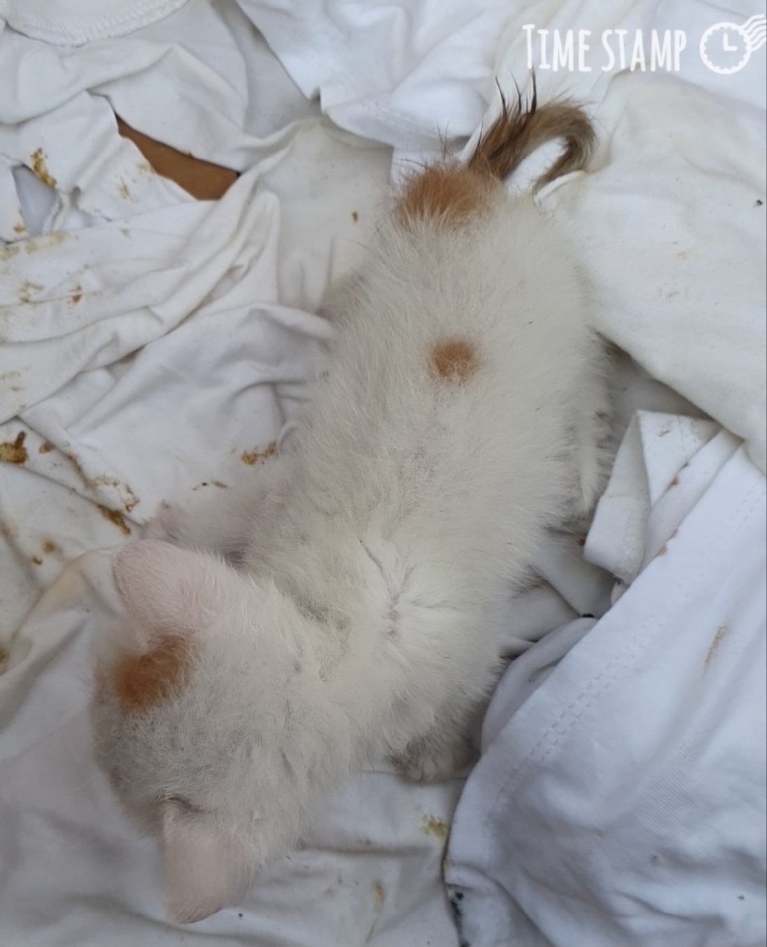 보호중 한국 고양이…