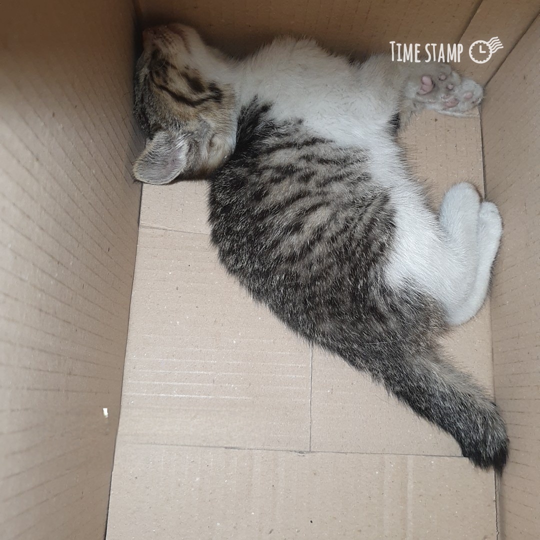 울산유기동물보호센터_431369202400345