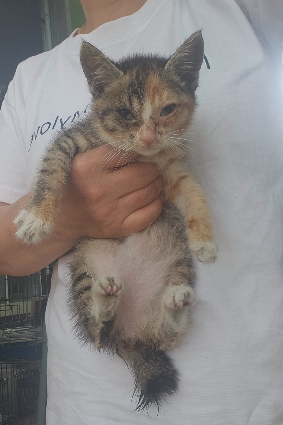 울산유기동물보호센터_431372202400315