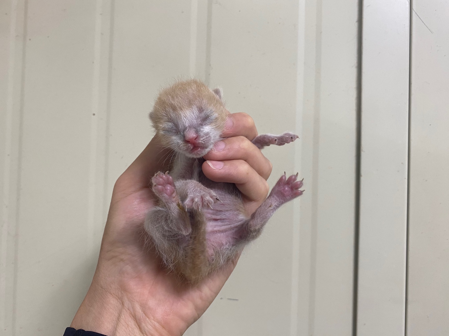 보호중 한국 고양이…