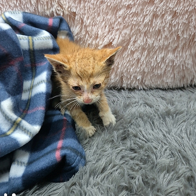 보호중 한국 고양이…