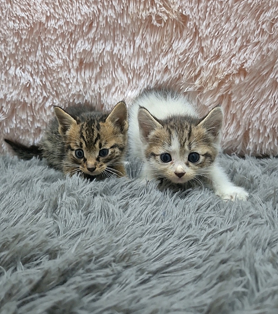 삼산종합동물병원_428354202400692