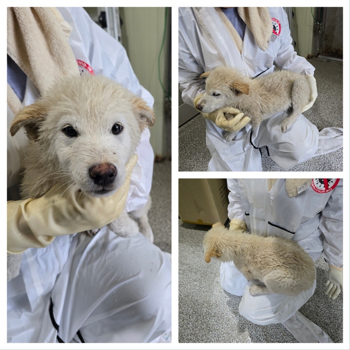 당진시동물보호소_444568202400315