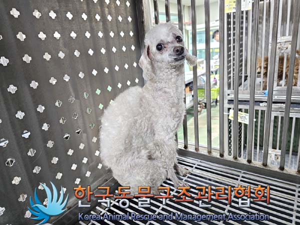 보호중 푸들의 가족…