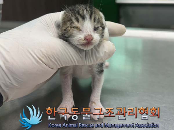 한국동물구조관리협회_411318202400246