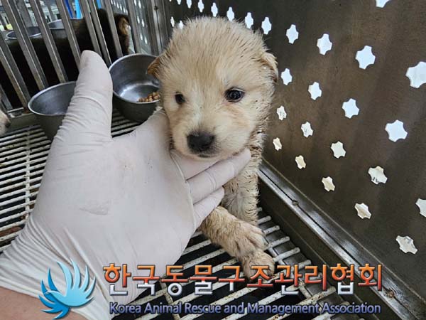 종료(자연사) 믹스…