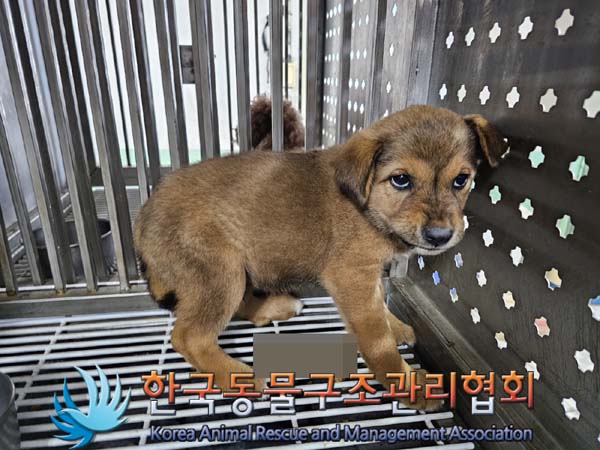 한국동물구조관리협회_441559202400714
