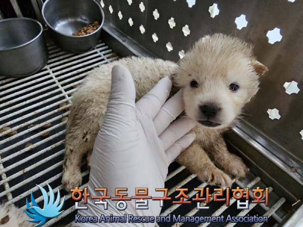 한국동물구조관리협회_441409202400938
