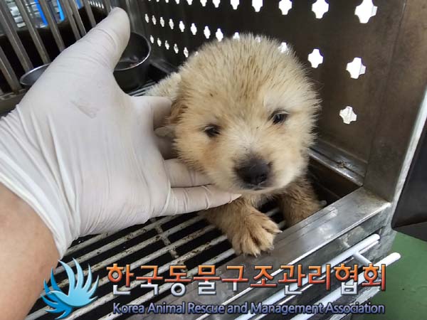 한국동물구조관리협회_441409202400940