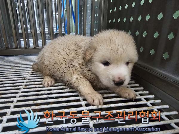 종료(안락사) 믹스…