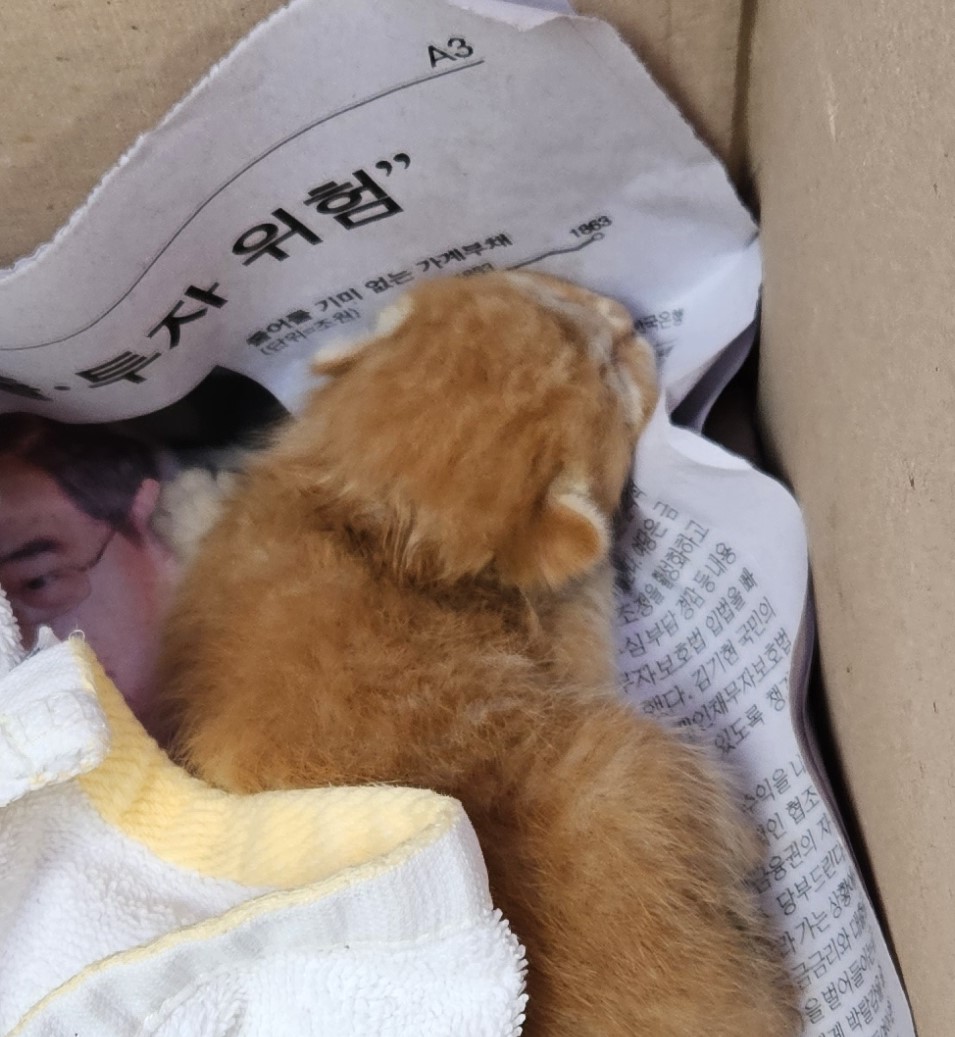 대구유기동물보호협회_427347202400528