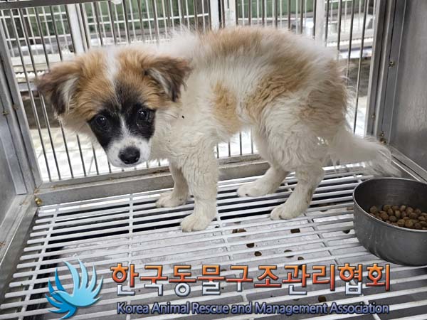 종료(안락사) 믹스…