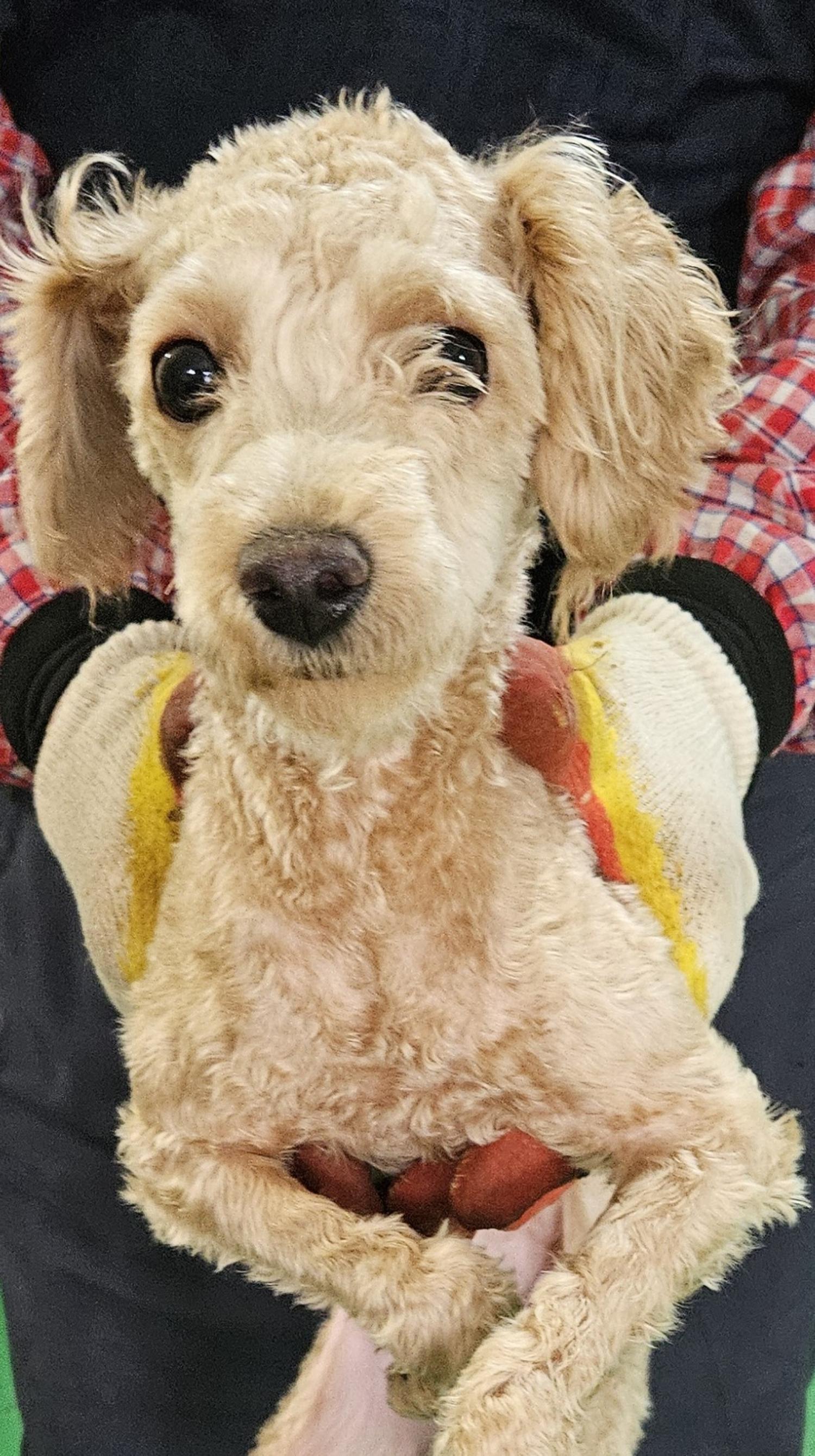 대구유기동물보호협회_427347202400526