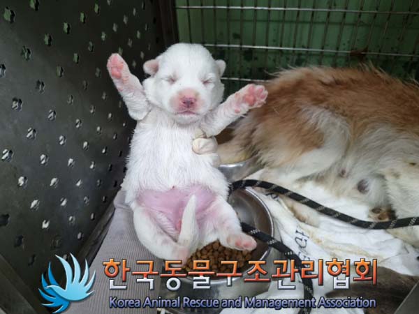 한국동물구조관리협회_441406202401117