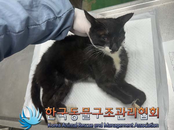한국동물구조관리협회_441406202401110