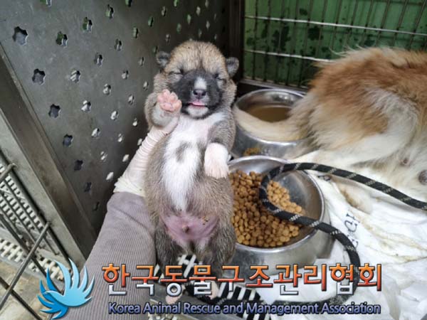 한국동물구조관리협회_441406202401115