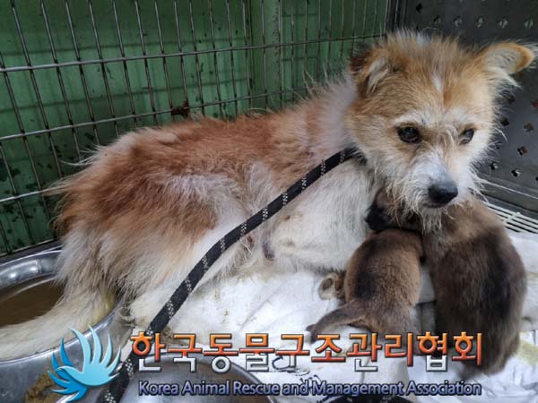 한국동물구조관리협회_441406202401114