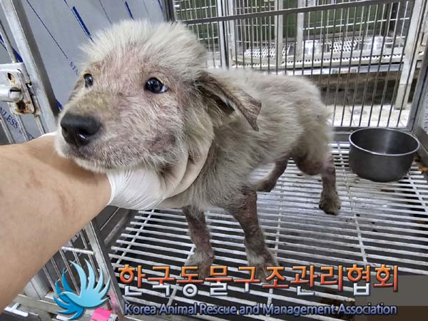 종료(안락사) 믹스…