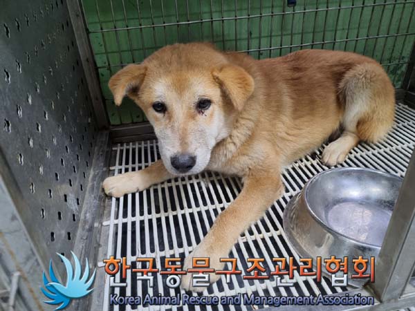 한국동물구조관리협회_441406202401113