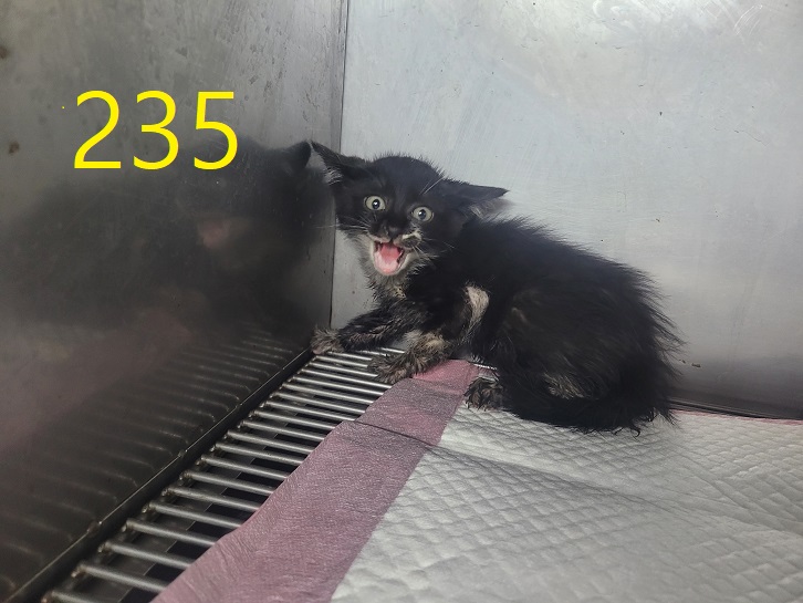 신영재동물병원_428355202400423