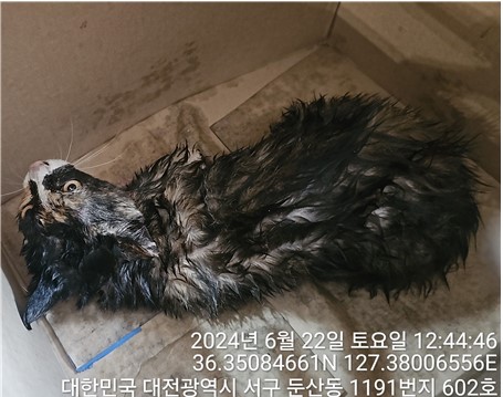 대전동물보호센터_430366202400298