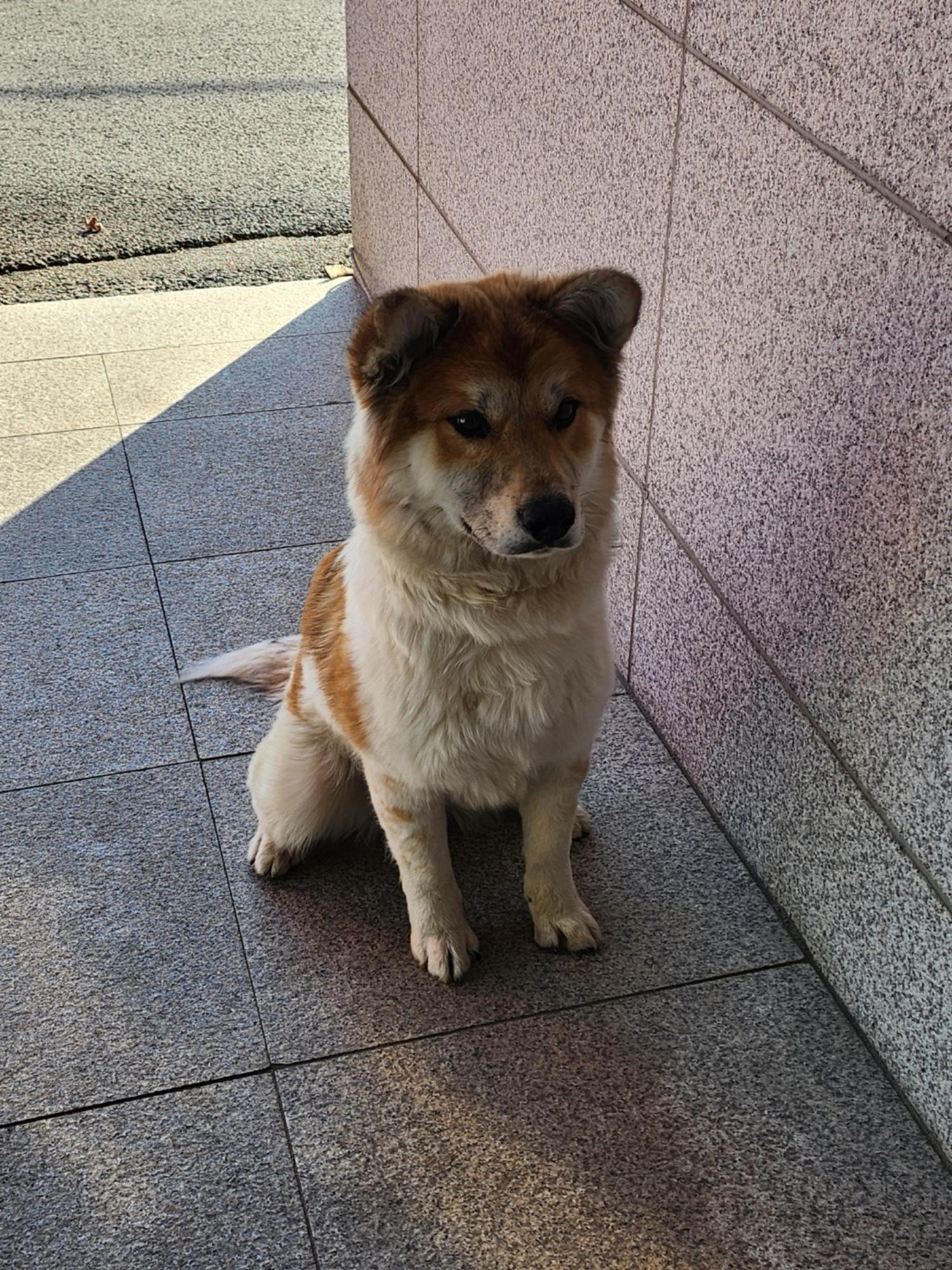 종료(자연사) 믹스…