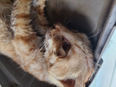 (사)동부동물보호협회_426330202400177